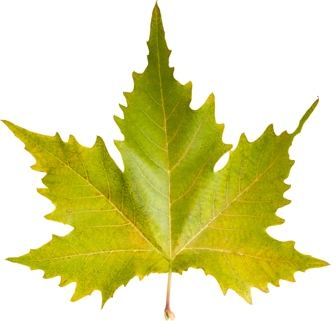 autumn leaf cutout