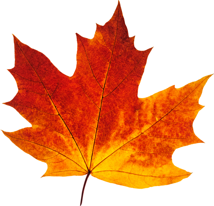 Red Autumn Maple Leaf